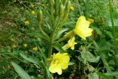 Evening Primrose