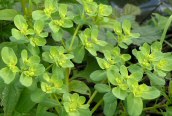 Sun Spurge