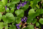 Sweet Violet
