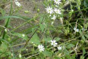 Water Chickweed