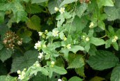 White Bryony