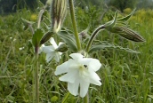 White Campion