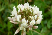 White Clover