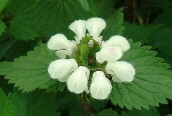 White Dead-nettle