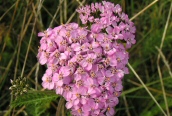 Yarrow