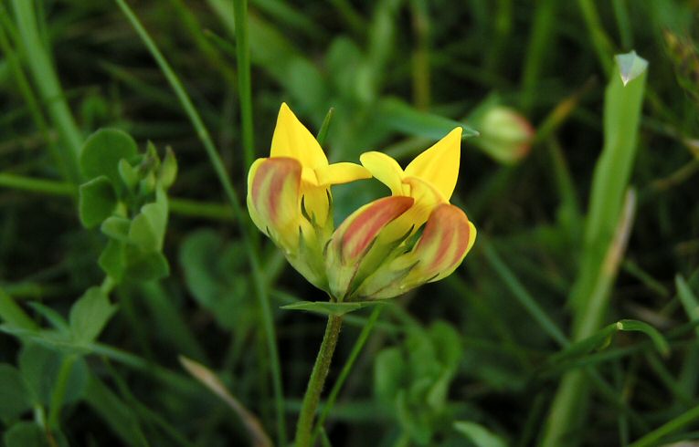 Birdsfoot-Trefoil