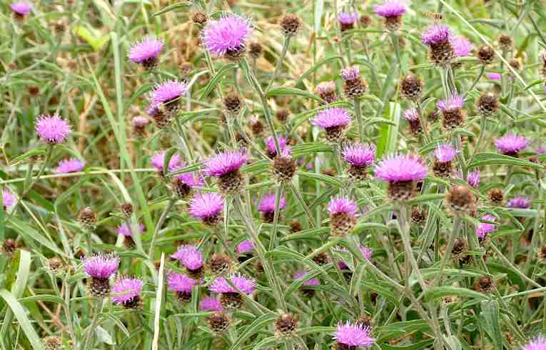 Black Knapweed