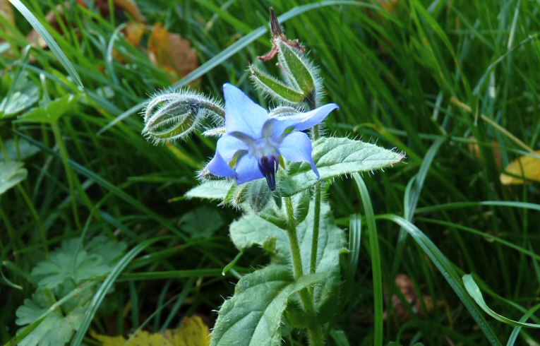 Borage