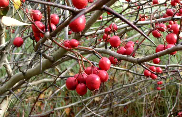Broad-leaved Cockspur Thorn