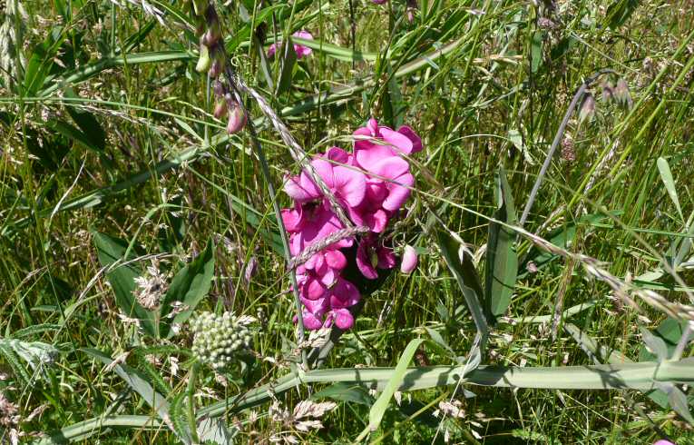Broad-leaved Pea