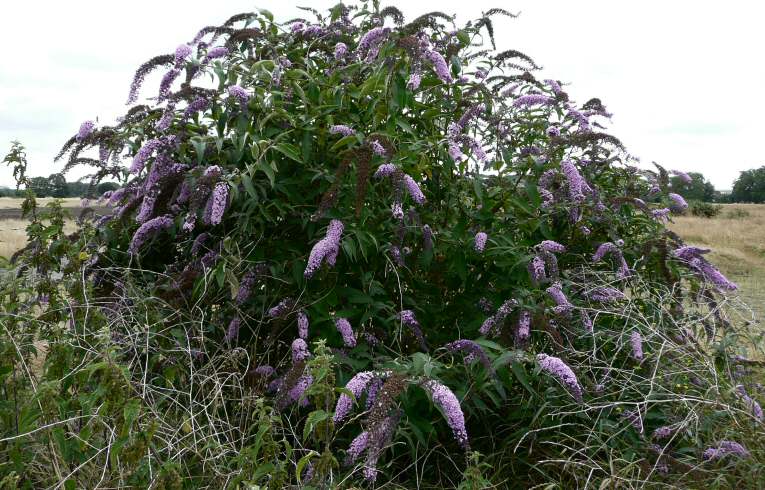 Buddleia