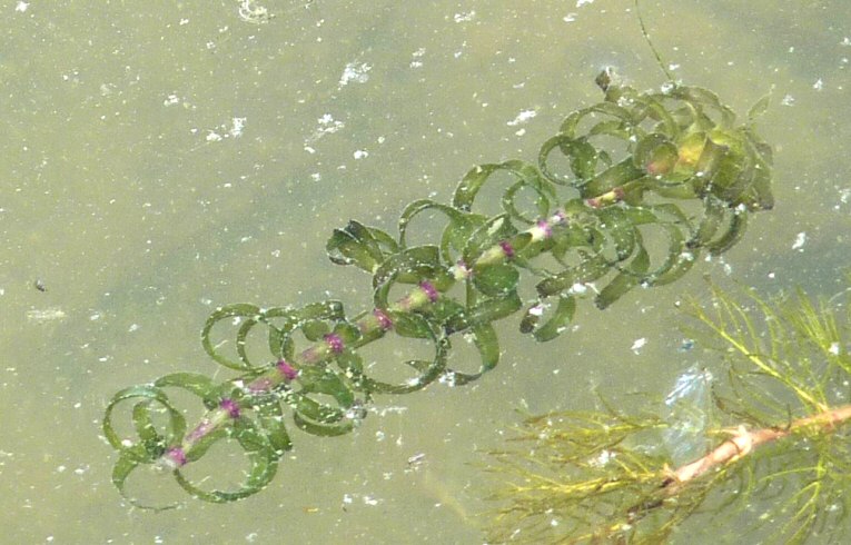 Canadian Pondweed