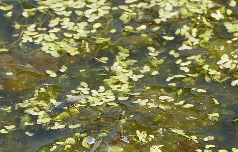Common Duckweed
