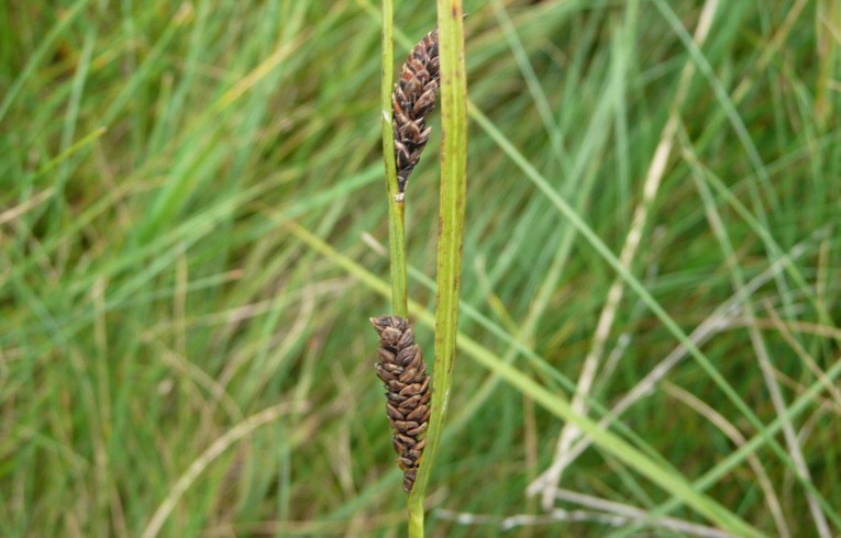 Common Sedge