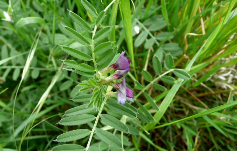 Common Vetch