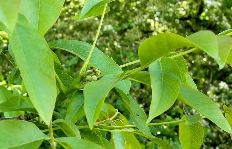 Common Walnut