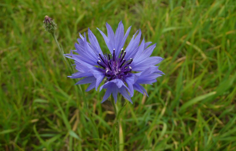 Cornflower