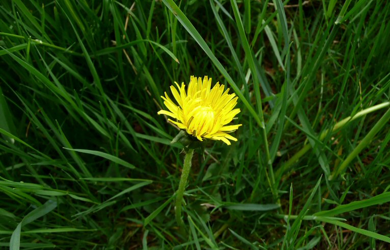 Dandelion
