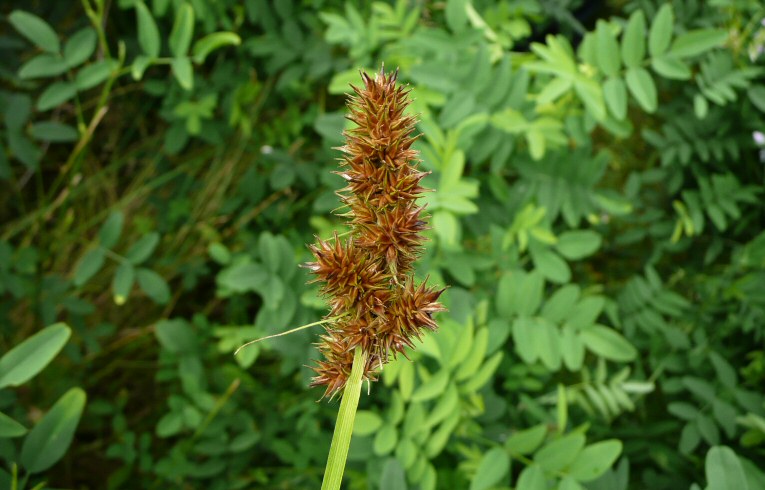 False Fox-sedge