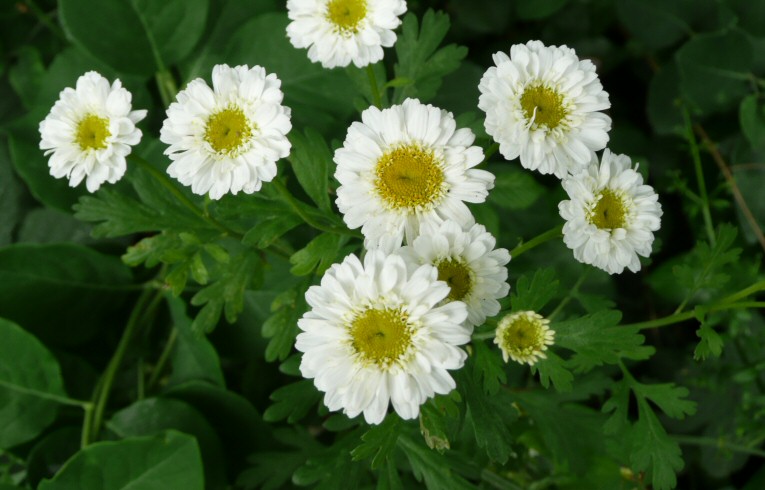 Feverfew