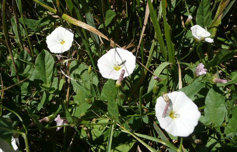 Field Bindweed