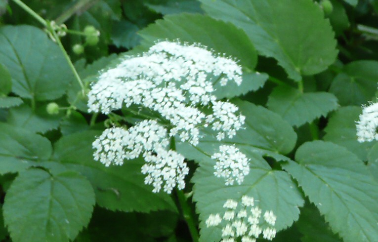 Ground Elder