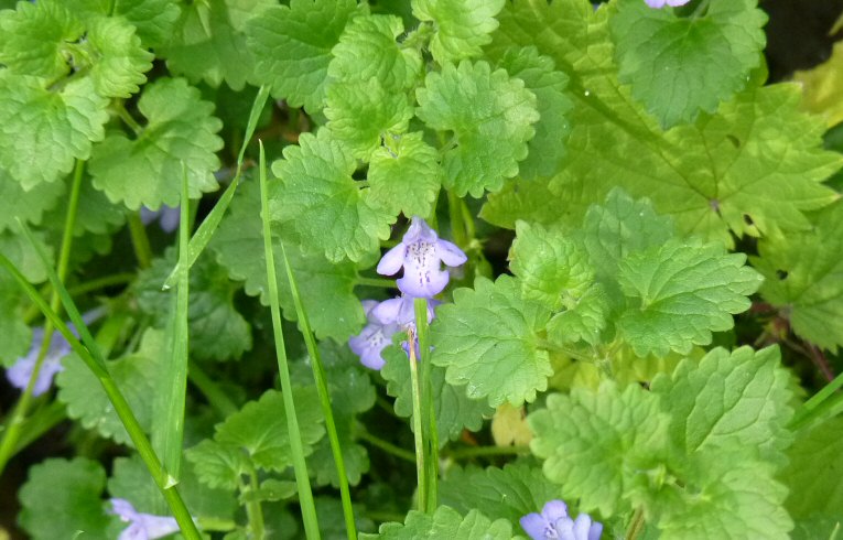 Ground Ivy