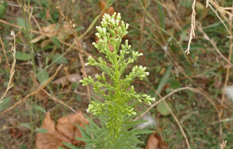 Guernsey Fleabane