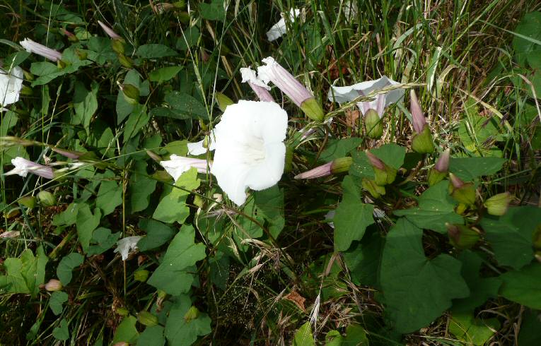 Hedge Bindweed