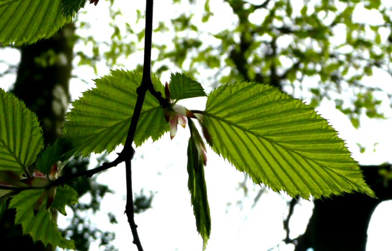 Hornbeam