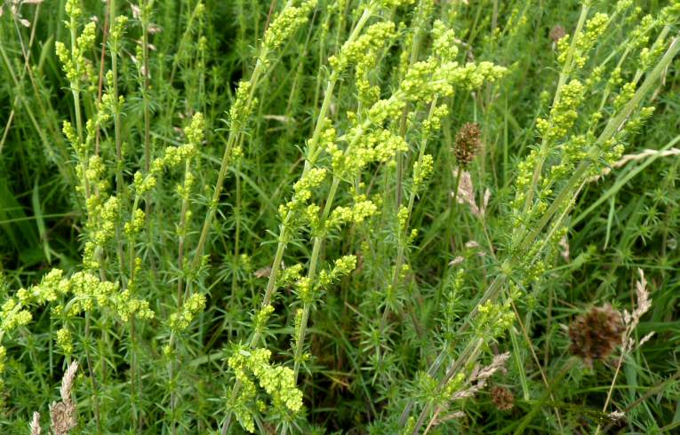 Lady's Bedstraw