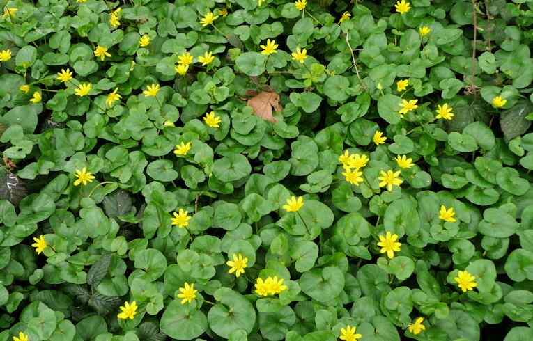 Lesser Celandine
