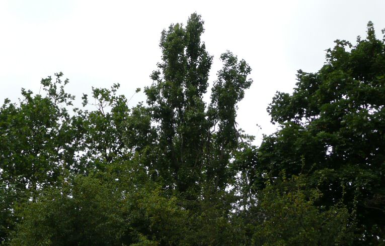 Lombardy Poplar