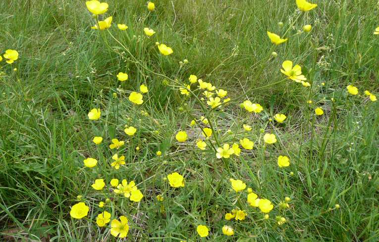 Meadow Buttercup