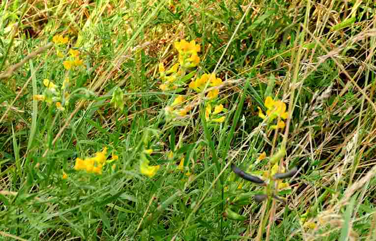 Meadow Vetchling