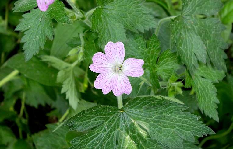 Pencilled Cranesbill