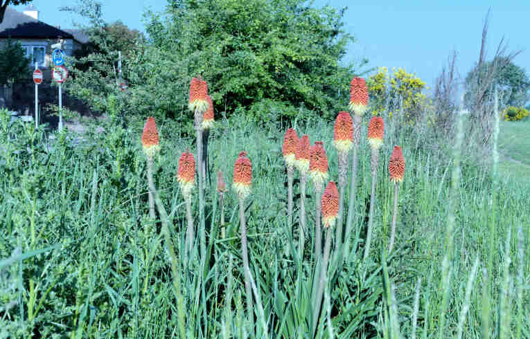 Red-hot Poker