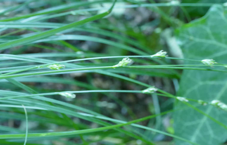 Remote Sedge