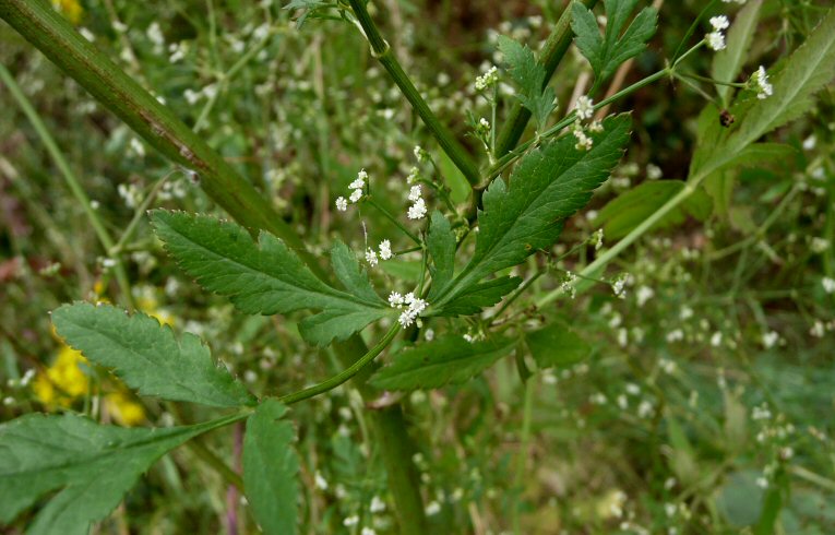 Stone Parsley