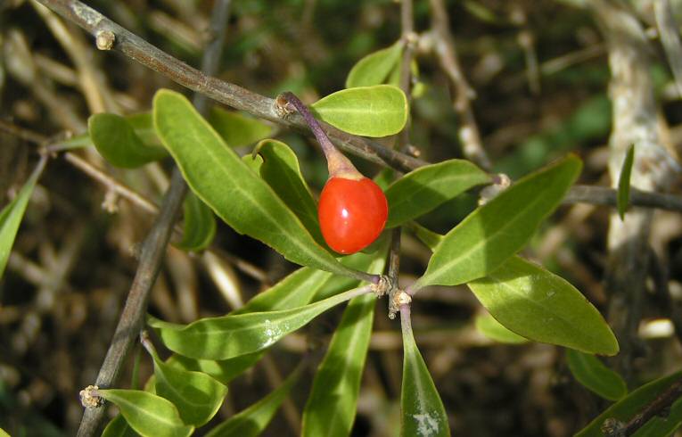 Duke of Argyll's Tea Plant