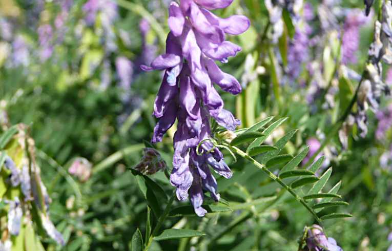 Tufted Vetch