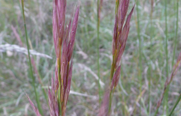 Upright Brome