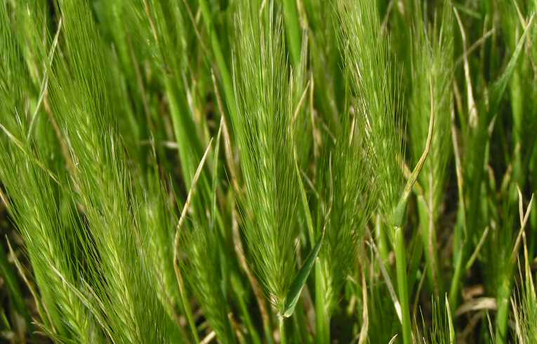 Hordeum murinum