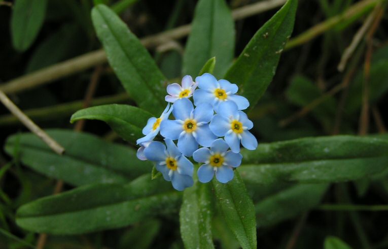 Water Forgetmenot