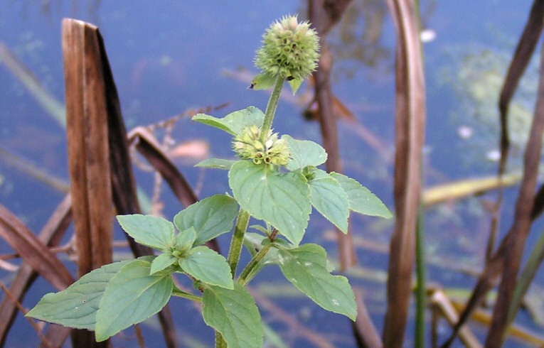 Water Mint