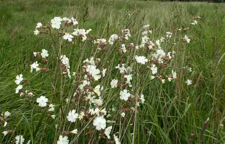 White Campion