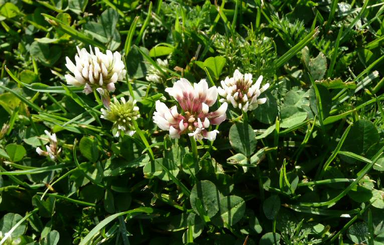 White Clover