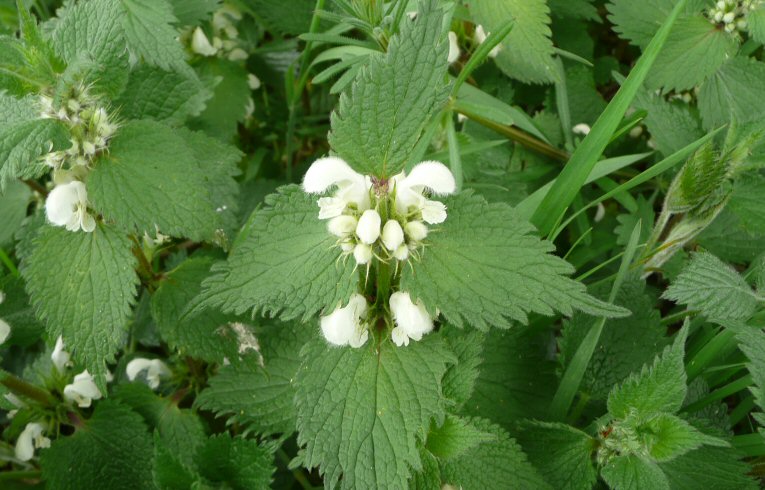 White Dead-nettle