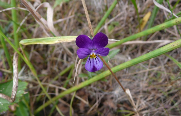 Wild Pansy
