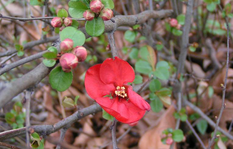 Chinese Quince